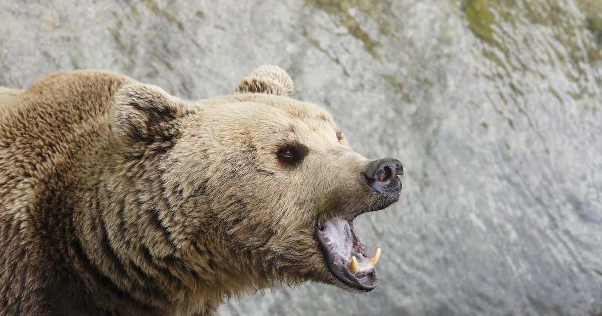 Bear made. Медведь Гризли нападение. Бурый медведь нападение. Дикий медведь.