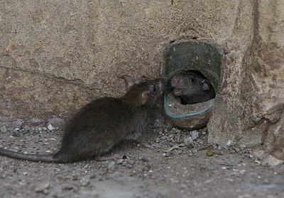 Россияне пожаловались на выползающих из унитаза крыс