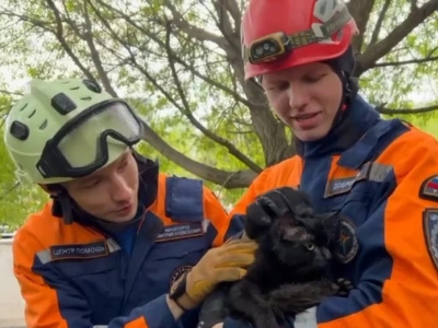 В зоопарке Москвы провели операцию по спасению кота от волков