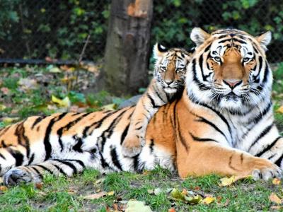 Защита тигров и леопардов: новый резерват на Дальнем Востоке