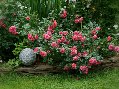Как вырастить шикарные розы в саду