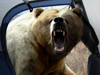 Медведь ворвался в палатку походников: трагическая концовка