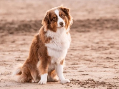 Можно ли находиться с собакой рядом с пляжем?