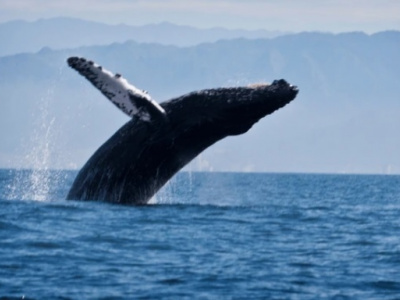 Сохранение китов: как нефтегазовая компания помогает делать это?